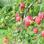 The Seasonal Value of fruit trees for sale in UK Gardens